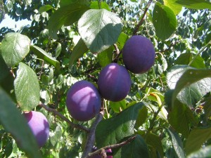 Pflaumenfrucht Prunus_domestica