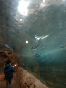 wuppertal-zoo-pinguine